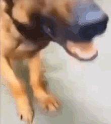 Meme Dog GIF - Meme Dog GIFs