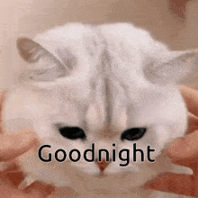 Cat Goodnight Kitty Night Night GIF