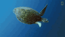 Swimming Turtle Nat Geo Wild GIF