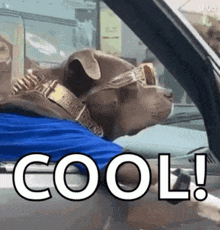 a dog wearing a collar and sunglasses is sitting in a car with the word cool written on the side