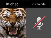 a picture of a tiger with the words in chat in real life below it