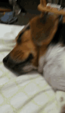 beaglelife tiredness bork woof aroo