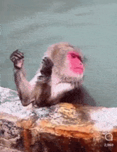 Yintendo Monkey Spa Nails Chill GIF - Yintendo Monkey Spa Nails Chill GIFs
