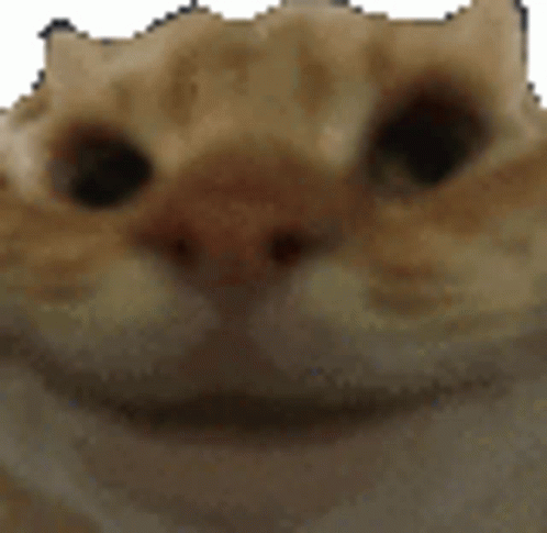 Nodding Memes Sticker Nodding Memes Cat Nod Descubre Y Comparte Gif