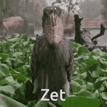 Zet Zeta GIF - Zet Zeta Angry Birds GIFs