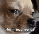 a close up of a dog with the words hey man cheer up