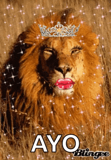 tiger king carol lion kiss