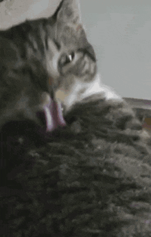 Cats Grooming GIF - Cats Grooming Licking GIFs