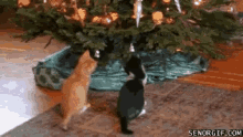 Christmas Tree Cats GIF - Christmas Tree Cats GIFs