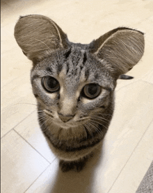 a close up of a cat 's face looking at the camera