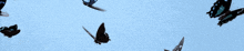 a flock of butterflies flying in the sky