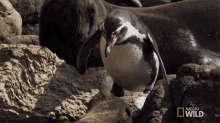 Inspecting A Penguin Obstacle Course GIF - Inspecting A Penguin Obstacle Course Jumping GIFs