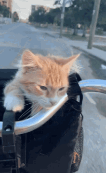 Cat Bike GIF - Cat Bike Travel GIFs