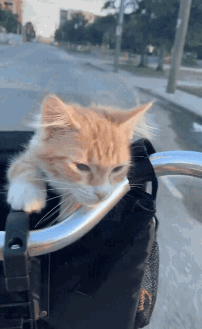 cat-bike