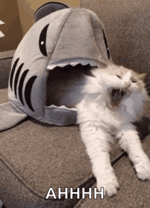 a cat laying on a couch wearing a shark hat that says " ahhhh "
