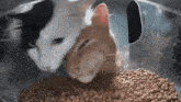 two cats are eating food together in a bowl .