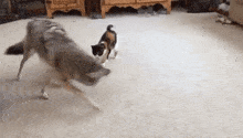 Coyote Chat GIF - Coyote Chat Cat GIFs