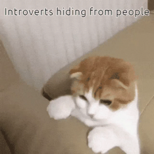 introvert gif