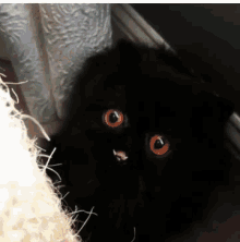 Cat Orange Eyes GIF - Cat Orange Eyes Attack GIFs