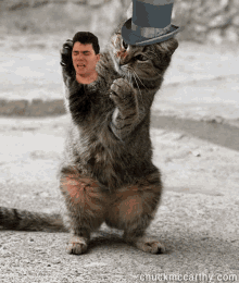 Cat Juggling GIF - Cat Juggling Pro GIFs