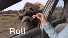 Roli Cow GIF - Roli Cow Buffalo GIFs