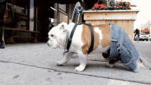 Finding A Pair Of Jeans That Fit Your Butt And Your Waist Feels Like Winning The Lottery. GIF - Jeans Bulldog Dog GIFs