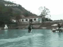 Waterbird GIF - Water Bird Water Sports Sports GIFs