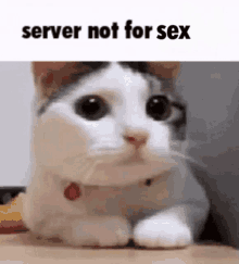 Server Cat GIF - Server Cat Sex GIFs