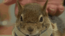 Petting A Squirrel Karamel The Squirrel GIF - Petting A Squirrel Karamel The Squirrel A Squirrels Prosthetic Wheels Are The Key To Recovery GIFs