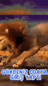 a painting of a lion with the words gokdeniz odaya giris yapti below it