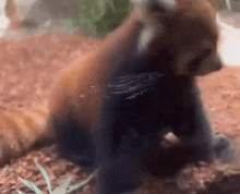 a red panda is crawling on the ground in a zoo enclosure .