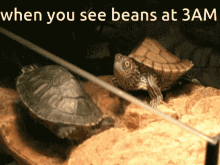 Beans 3am GIF