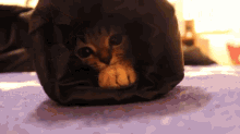 Cozy Kitty GIF - Cat Kitten Cute GIFs