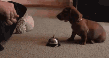 Weenie Dog Trained To Ring Bell GIF