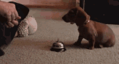 dog-bell.gif