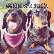 two pictures of a dachshund with the words geeked vs locked in