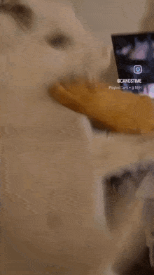 a cat wearing a yellow shirt is laying on a couch in front of a computer screen ..