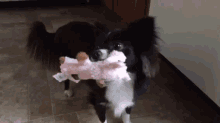 a black and white dog is holding a pink stuffed animal in its mouth