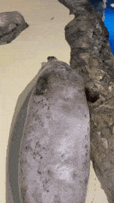 a seal laying on its back on a rocky surface
