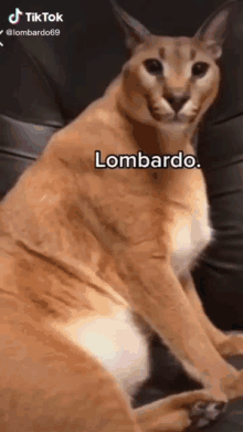 Lombardo GIF - Lombardo GIFs