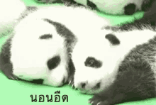 แพนด้า นอนอืด ขี้เกียจ GIF - Panda Lie D Own Sleep GIFs