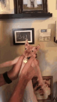 Hairless Cat Hits The Whip Cat Hits Whip GIF