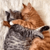 Cat Cats GIF - Cat Cats Hug GIFs