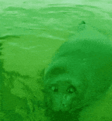 a seal is swimming in the green water and looking at the camera .