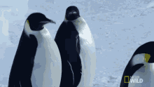 Tobogganing Penguins National Geographic GIF