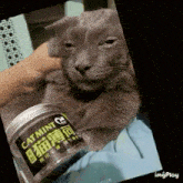 a person is holding a cat next to a jar of cat mints .