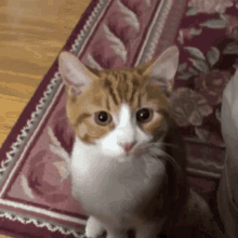 Cheese Cat GIF - Cheese Cat Orange Cat GIFs