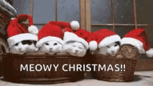 Meowy Christmas Cats GIF - Meowy Christmas Cats Cute GIFs