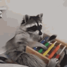 Math Raccoon GIF - Math Raccoon Abacus GIFs