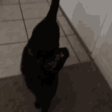 Cats Black Cats GIF - Cats Black Cats Meow GIFs